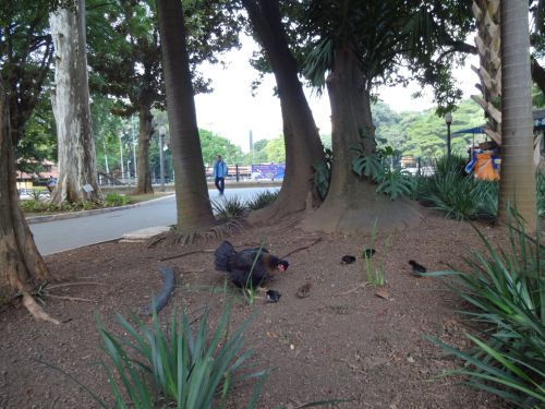 サンパウロ市内のアグアブランカ公園で暮らしているニワトリの親子