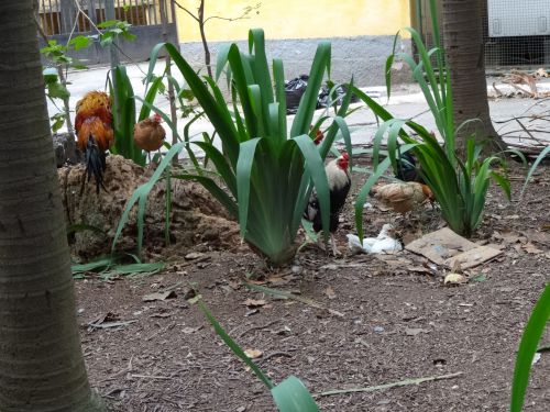 サンパウロ市内のアグアブランカ公園で暮らしているニワトリ