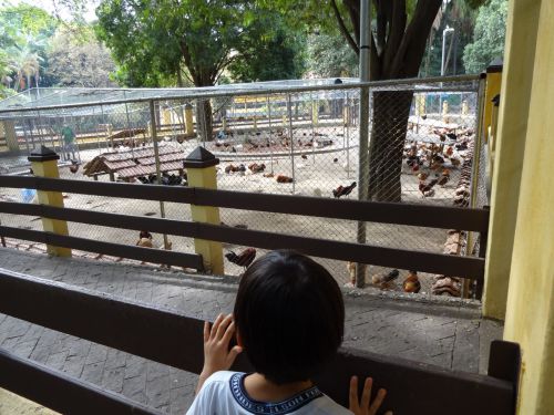 サンパウロ市内のアグアブランカ公園の鶏小屋で飼われているニワトリ