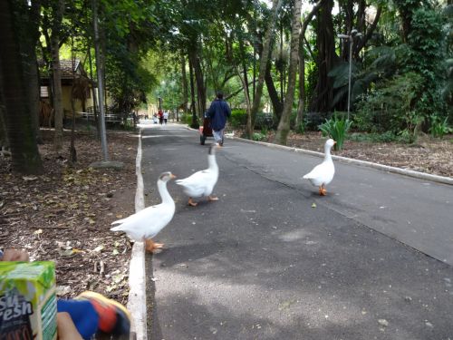 サンパウロ市内のアグアブランカ公園の遊歩道を散歩するアヒル