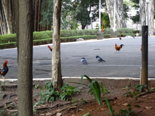 サンパウロ市内のアグアブランカ公園で暮らしているニワトリ