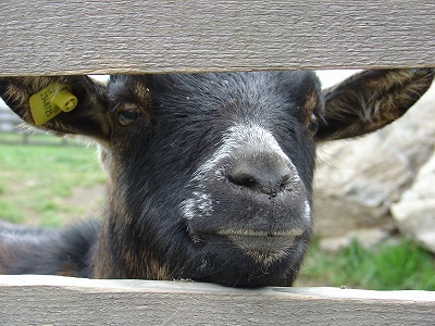 ハイジ村で出合ったヤギ。「何かくれるの？」とヤギ飼いペーターのように食いしん坊でした（笑）