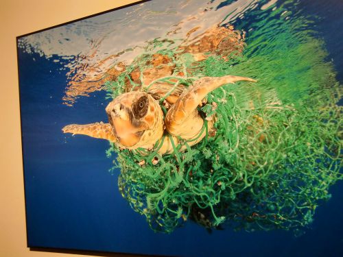 大西洋テネリフェ島の沖に捨てられた漁網に絡まったウミガメ