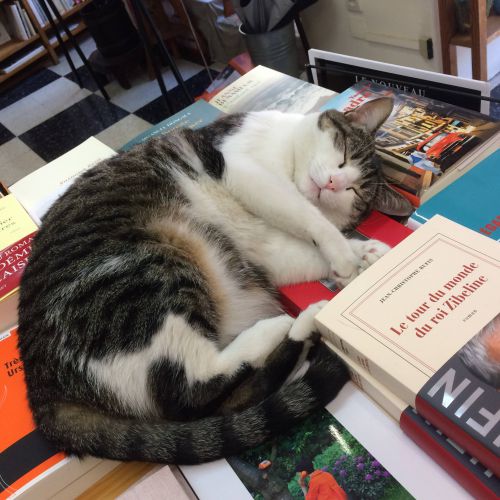 骨董（こっとう）市でくつろぎ中