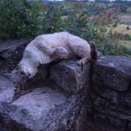 猫も美しい景色の一部に