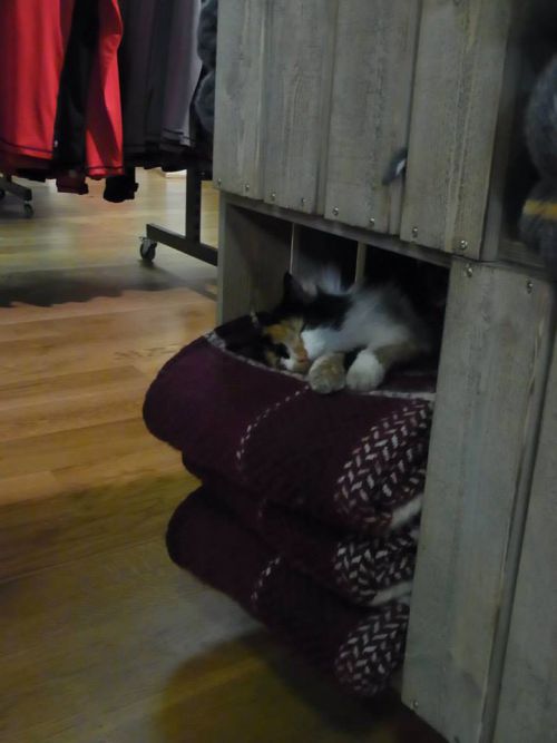 売り物のブランケットの上にもいました