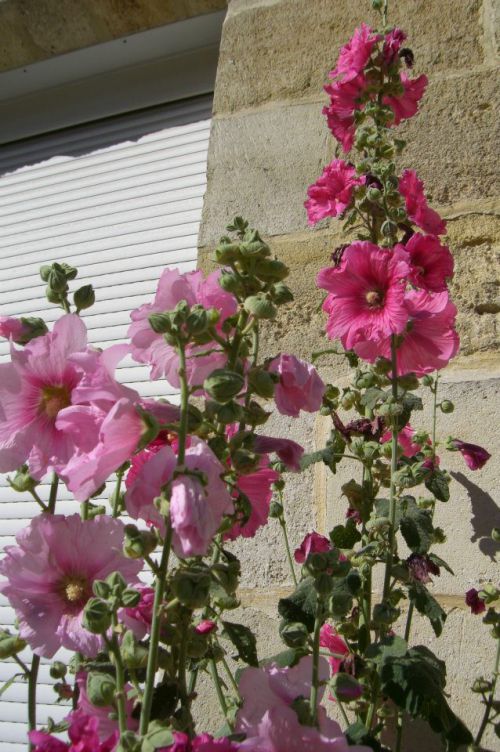 ボルドーではよくタチアオイを見掛けます