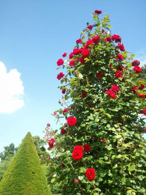 みんなに愛されるバラ