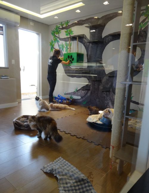 「カフェ・コン・ガット」にある猫の部屋