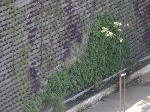 サンパウロ市内メイン通りの一つの壁に植えられた植物
