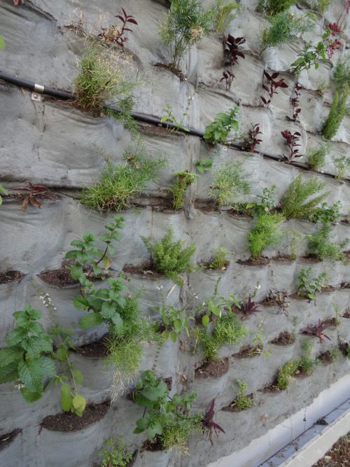 サンパウロ市内メイン通りの一つの壁に植えられた植物