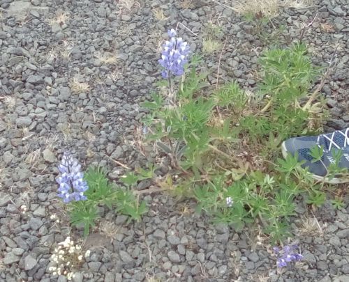 紫の花を咲かせるルピナス