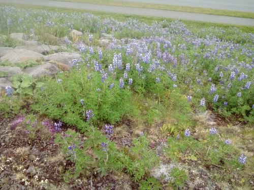 至る所に咲いているルピナスの花ですが…