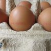 オランダ発祥の欧州での卵騒動