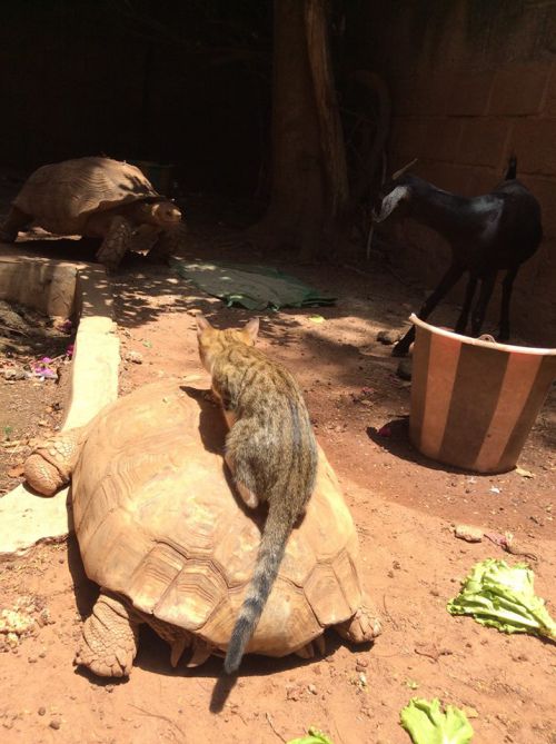 トラ猫は亀と仲良し