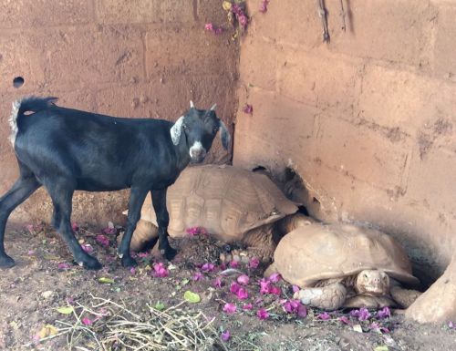 いつも日陰でぐぅたら