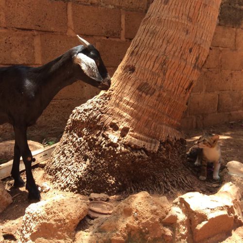 とても優しいヤギさん