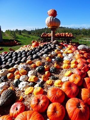 地元の農場でこのようなカボチャのデコレーションが