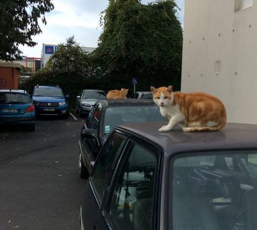 マイペースな猫ちゃんたち