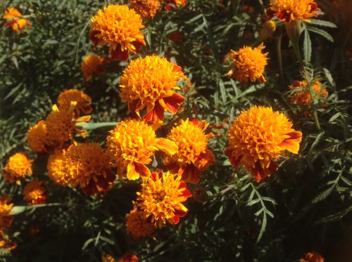 元気よく開花！