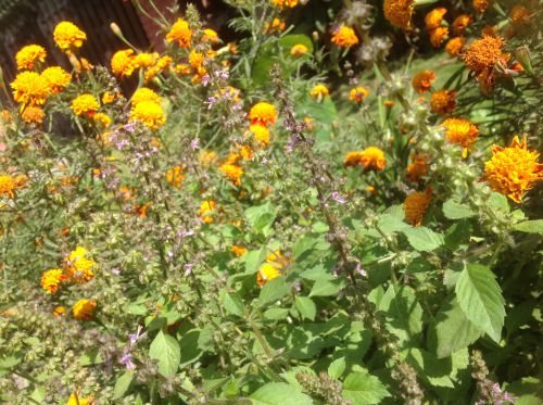 薄紫色の花が咲きました。