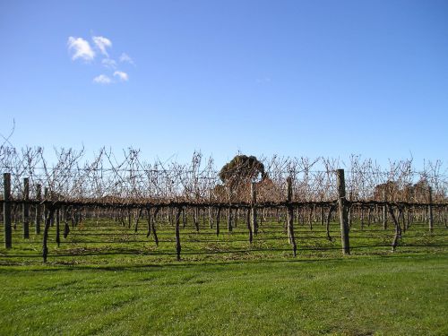 剪定前の幹だけのブドウの木