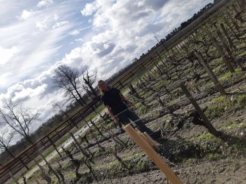 剪定して幹をワイヤーに留めて完成！(友人）