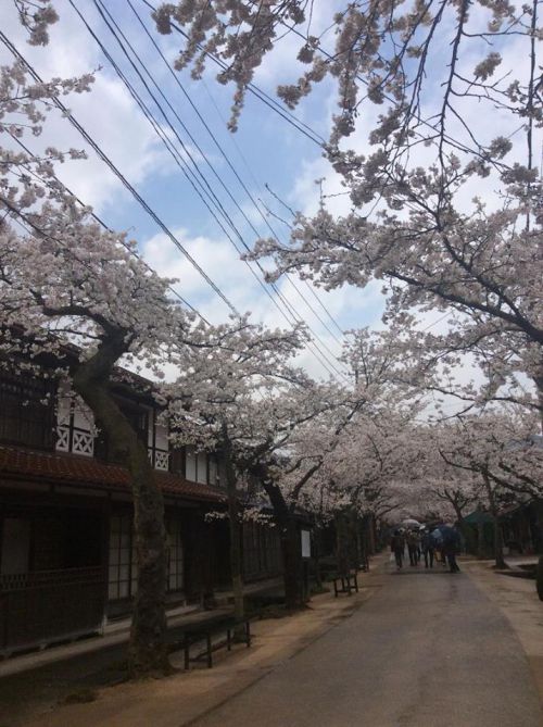 桜の見頃は4月12日ごろまで