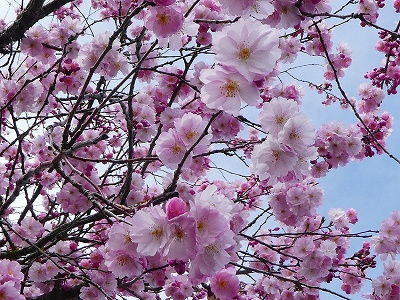 わが家の近所にあるバス停に咲く桜。満開でした!