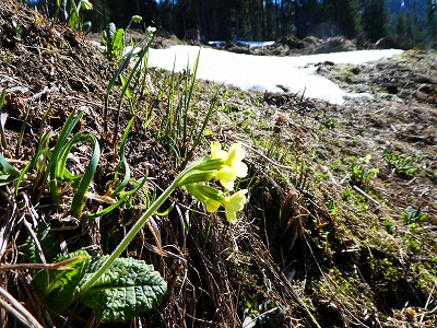 雪が残る山の中に春の花が咲き始めていました
