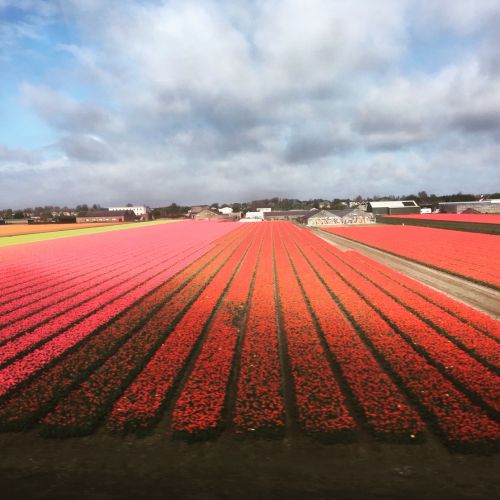 まさに、チューリップのじゅうたん！