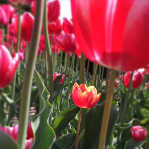 息をのむ美しさとかわいさ