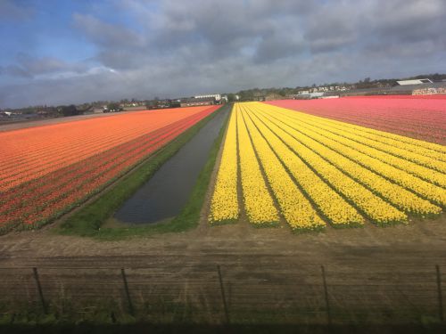 圧巻のチューリップの種類の多さ