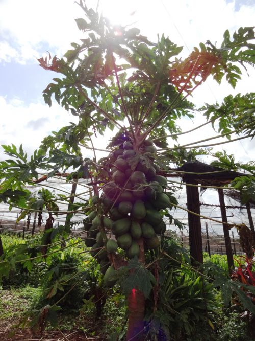 ブラジルの田舎で見られる未完熟のパパイヤ