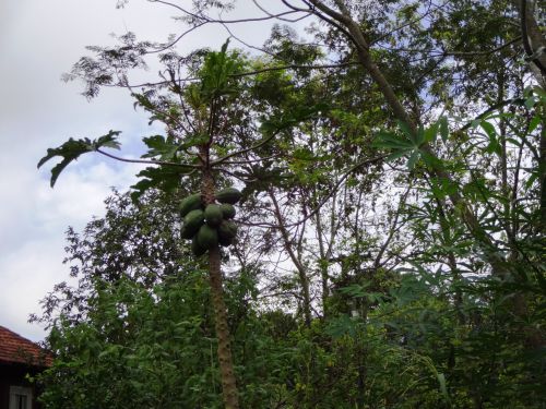 未完熟のパパイヤ