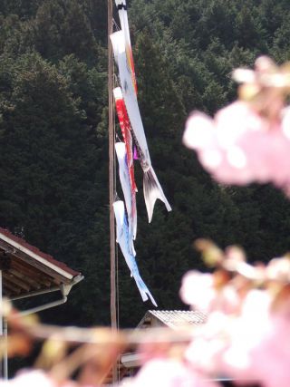 岡山県新見市の桜の見ごろは4月第1週ごろまで
