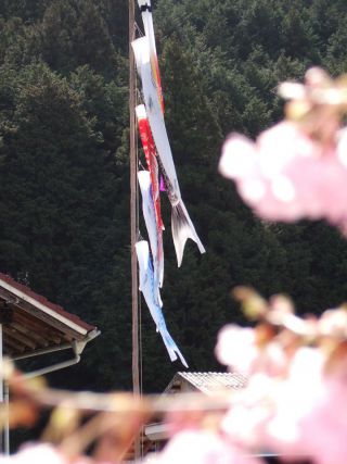 岡山県新見市の桜の見ごろは4月第１週ごろまで