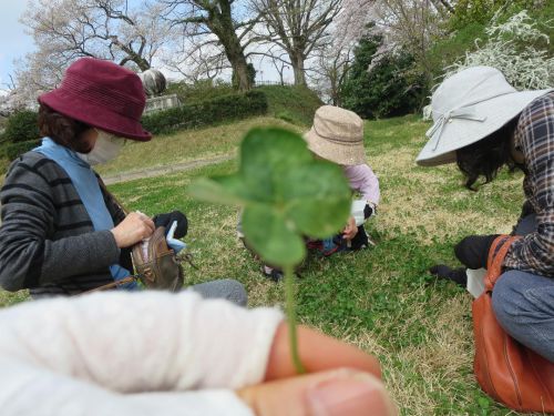 幸せのシンボル、四つ葉のクローバー