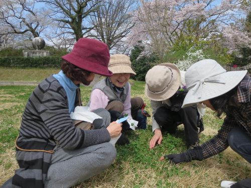 幸せいっぱいのみんながもっと幸せに? 四つ葉のクローバー探しに夢中