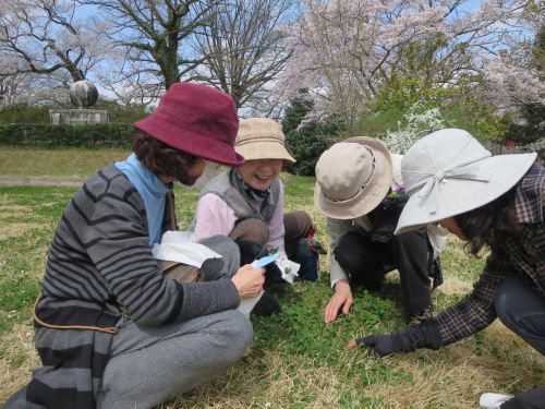 幸せいっぱいのみんながもっと幸せに？　四つ葉のクローバー探しに夢中