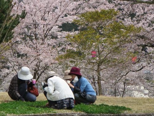 新見市城山公園の花の見ごろは3月下旬