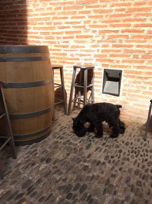 いつも下を向いて歩いているパコ