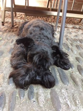 こんな感じでよくお昼寝している