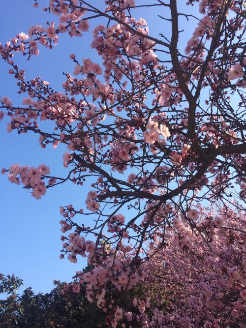 桃の花に似たような花がサンティアゴのあちらこちらで見られます