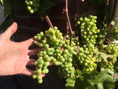 こちらはまだまだ小さいので着色期はもう少し後