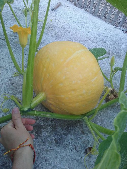 例年より早く、巨大に育ったミニカボチャ