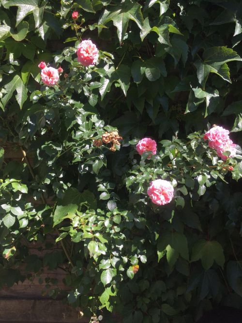 10年近く夫の実家にあるバラ、今年は小ぶり