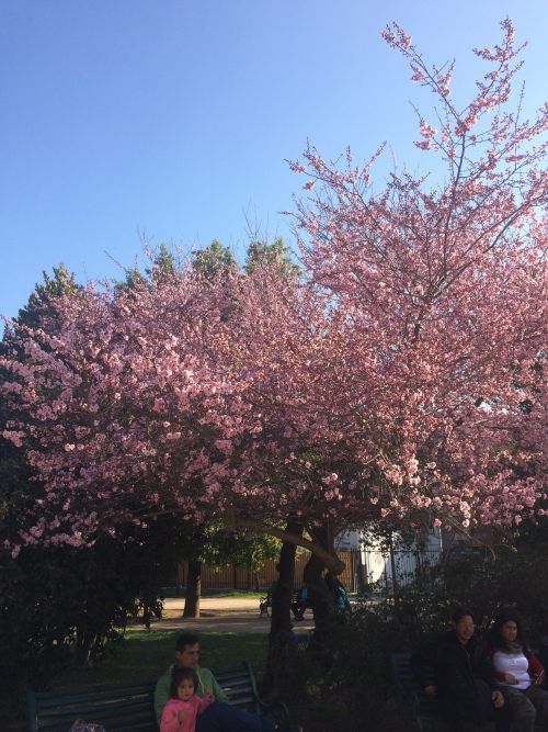 近くの公園で満開に咲く桜によく似た花