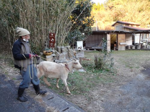 三六窯の入り口と熊本地震の後から世話をしているヤギを引く大浦清さん