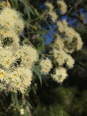ユーカリの花